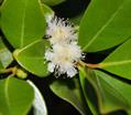 Psidium cattleianum lucidum